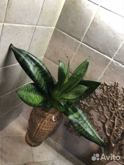 Сансевиерия/ослиные уши/отросток