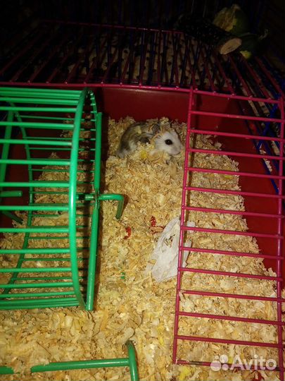 Джунгарский хомяк с клеткой