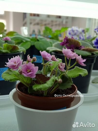 Цветущие фиалки