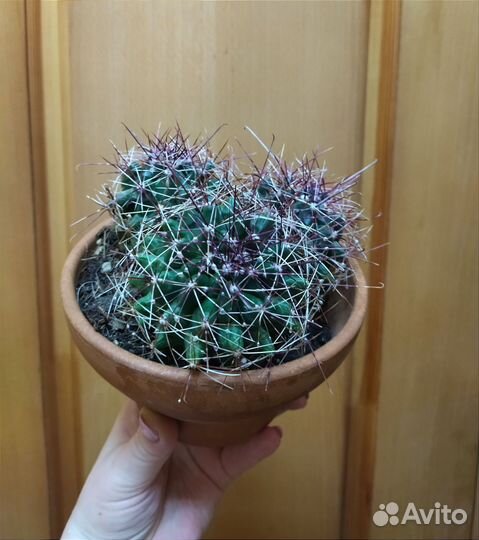 Кактусы редкие в керамике