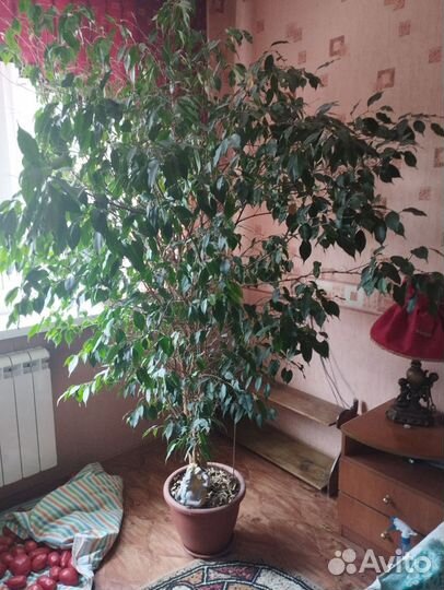 Фикус бенджамина большой