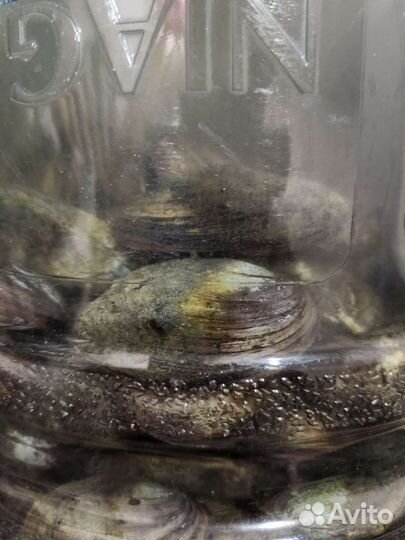 Устрица (мидии) речная для водоёма