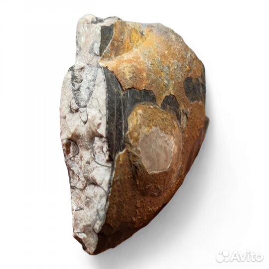 Фрагмент аммонита Arctoceras / Окаменелости