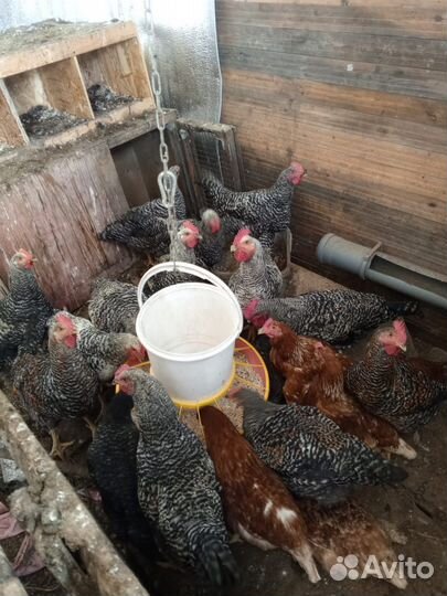 Петух гриз бар