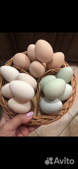 Куры и петушки