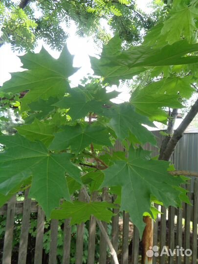 Волжанка,спирея,клен