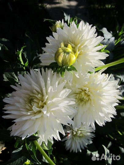 Георгины клубни