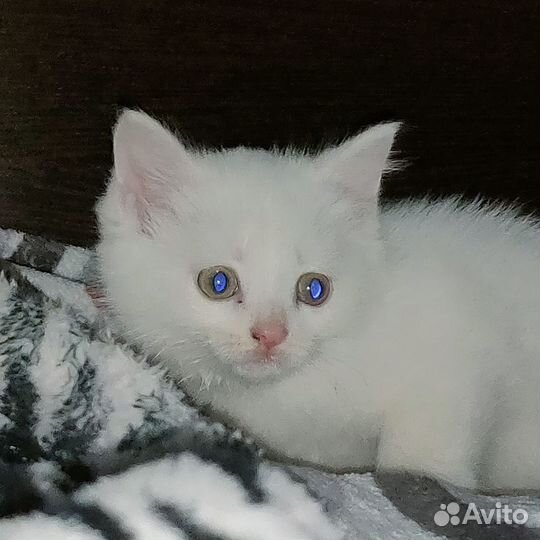 Турецкая ангора