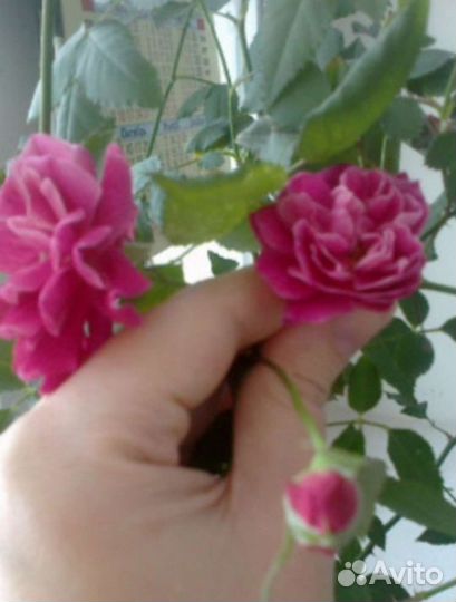 Роза домашняя комнатная Герань Традескан Колонхой