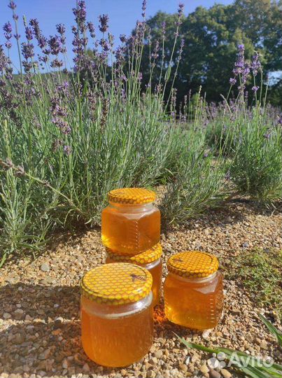 Мед лавандовый