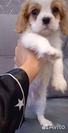 Кавалер Кинг Чарльз Спаниель