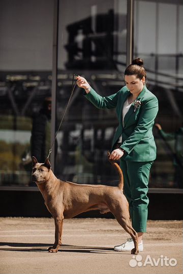 Проф.хендлер, аква-тренер