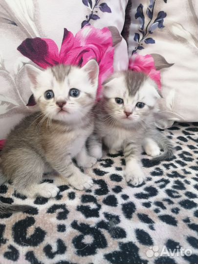 Котята