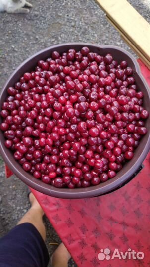 Вишня свежая