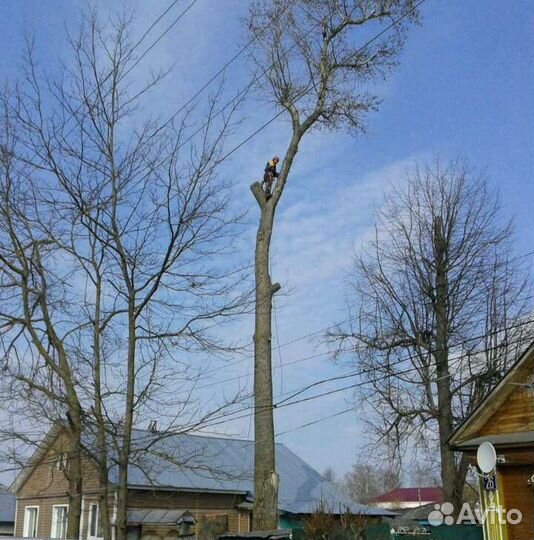 Спил Деревьев