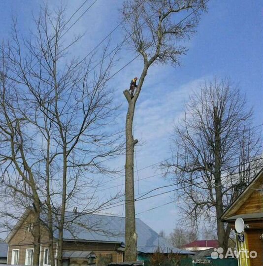 Спил Деревьев