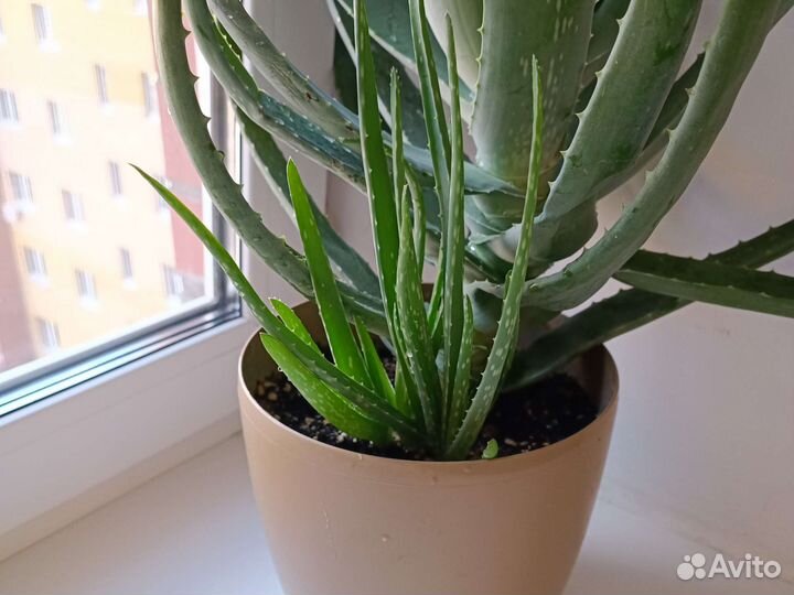 Алоэ Вера растение