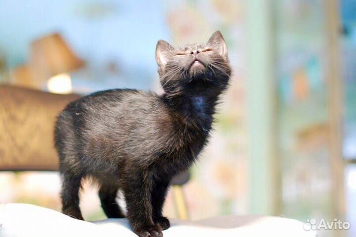 Луна - малышка ищет маму и папу