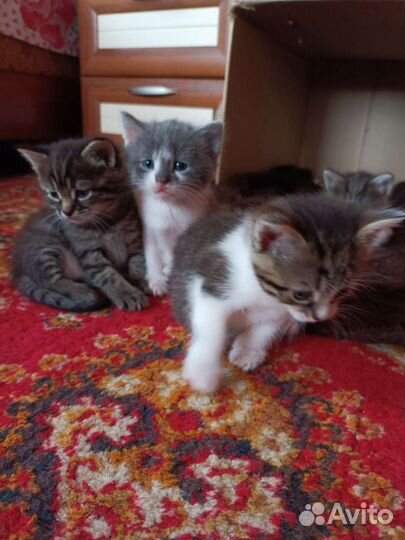 Котята в добрые руки мальчики