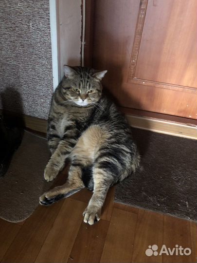 Отдам мраморного британца