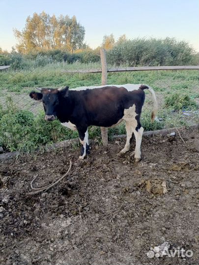 Бычки и телки