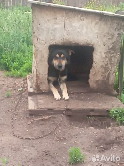 Собака в добрые руки отдам бесплатно