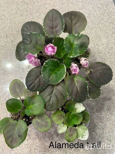 Фиалка мини