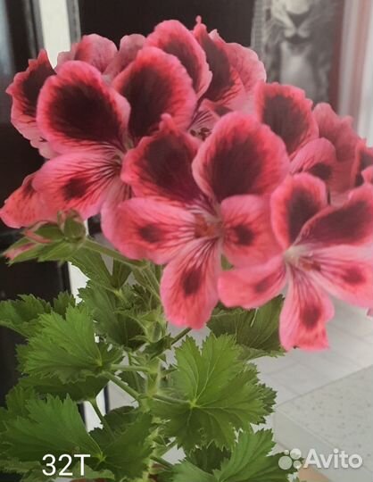 Пеларгония герань