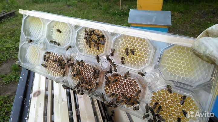 Панский сот