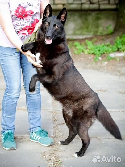 Собака в хорошие руки