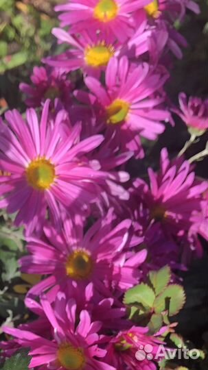 Многолетние цветы Хризантемы Дубки