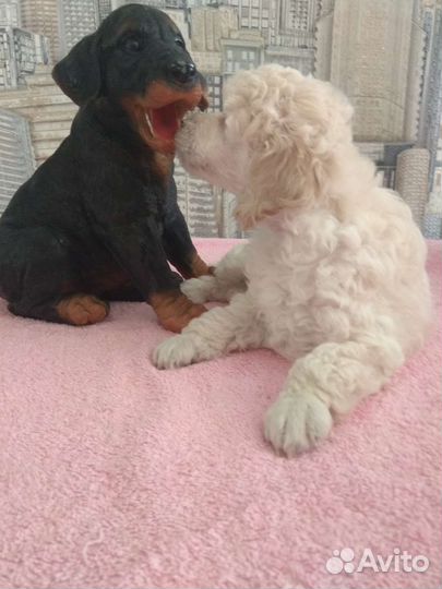 Пуделяшка-очаровашка