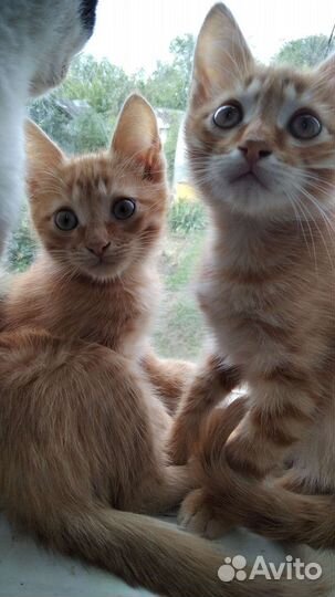 Котятки в добрые руки бесплатно