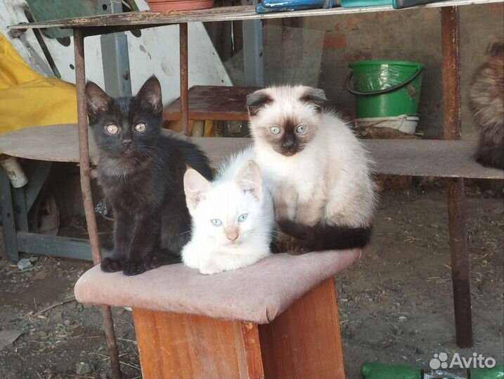 Отдам в добрые руки котят