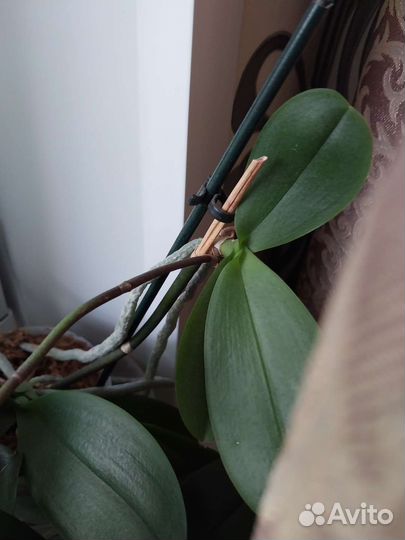 Орхидея фаленопсис пелорик