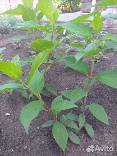 Гортензия метельчатая Вимс Рэд