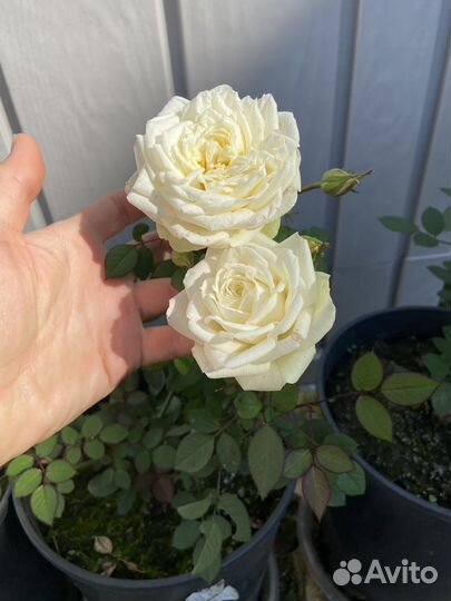 Роза саженец