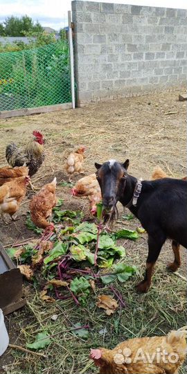 Куры несушки