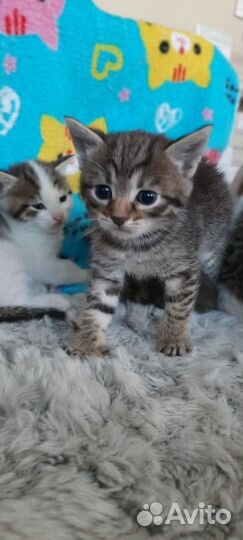 Очаровательные котята