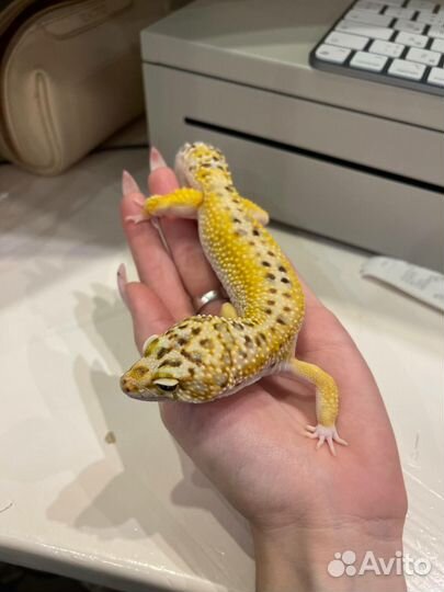 Эублефар, бананоед, птицеед. террариумы на заказ