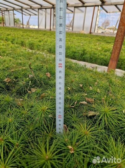 Сеянцы ели зкс опт