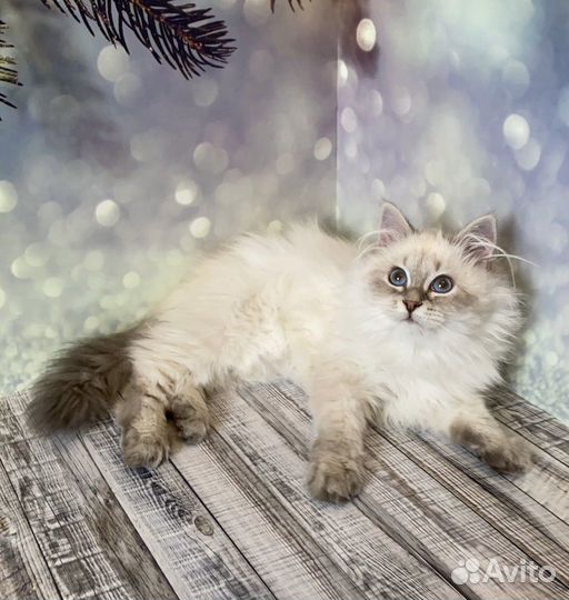 Невская маскарадная девочка