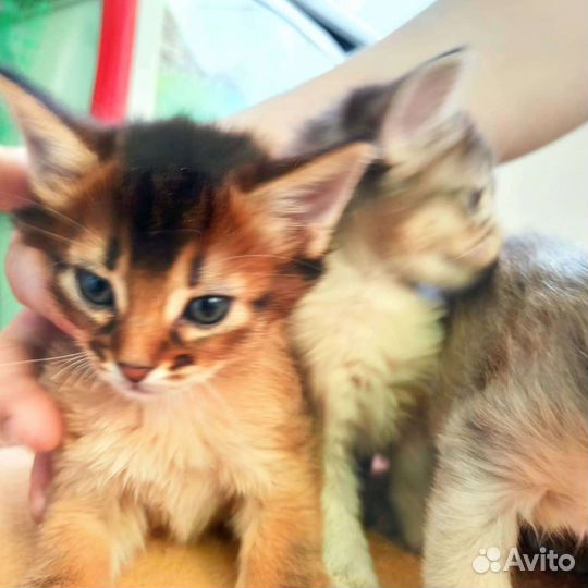 Сомалийская