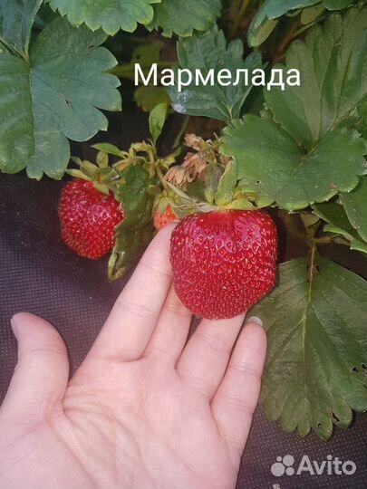 Рассада Клубника