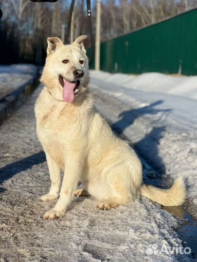 Собака в дар