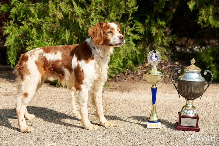 Бретонский Эпаньоль(Бретон ) вязка