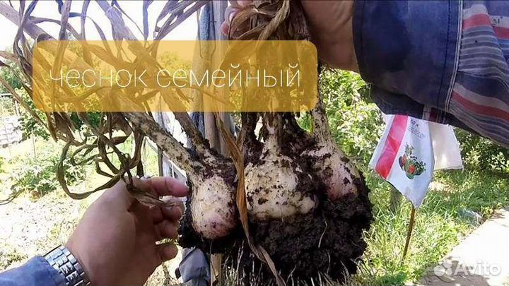 Чеснок Гигантский и Семейный