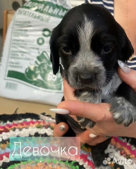 Русский спаниель девочка