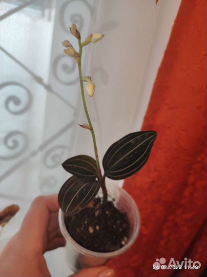 Лудизия дисколор - драгоценная орхидея