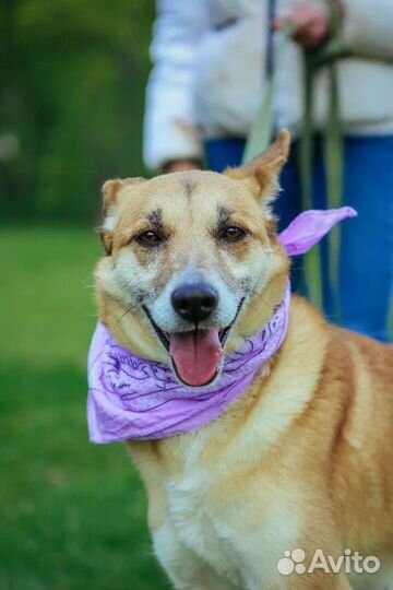 Спасите из приюта